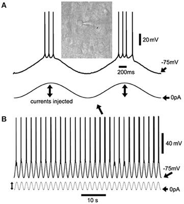 Artificial sleep-like up/down-states induce synaptic plasticity in cortical neurons from mouse brain slices